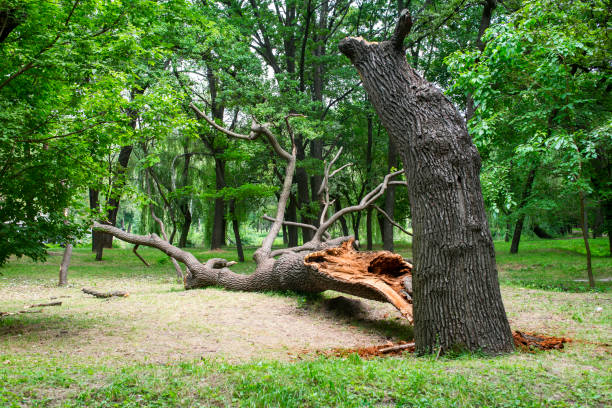 How Our Tree Care Process Works  in  Cleveland, TX